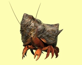 ermite Crabes sable main mer animaux 3d print model - Mito3D
