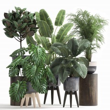 houseplants in a saksı iç 1023 3d model küçük bitkiler 3dexport monstera alokazi süs avuç içi ağaç ficus elastik muz kuzgun strelitzia acayip tropikal bahçe çalı bahçıvanlık 3d print model - Mito3D