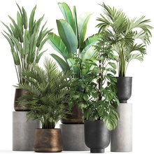 houseplants saksı iç 1031 acayip bitkiler tropikal Monstera süs avuç içi ağaç kenti muz kuzgun strelitzia pas paslı çalı Bahçe ekici bitki 3d print model - Mito3D