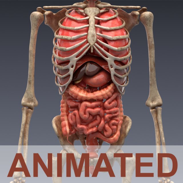 anatomie animiert skelett intern organe 3d modell 3dexport herz darm doppelpunkt lunge realistisch membran leber schädel animation szene bauch vray körper medizinisch 3D print model - Mito3D