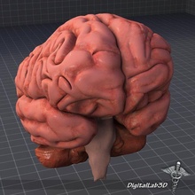 gehirn 3d modell anatomie 3dexport digitallab3d biologie nervös system neuron neurologie kortex cingulieren sulkus korpus callosum zwischenhirn 3d print model - Mito3D