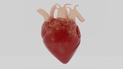 humain cœur 3d modèle in anatomie 3dexport aorte coronaire cardiaque cross section précédent musclé organe sang navires pulmonaire tronc veine carte cor tricuspide soupape 3d print model - Mito3D