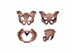 humano pélvis imprimível 3d impressão modelo in biologia 3dexport pélvico ilíaco sacro vértebra osso esqueleto coluna espinha dorsal chine costas ciência umbar anatomia esquelético 3d print model - Mito3D