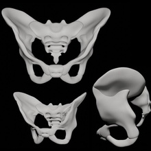 humano pelvis 3d print model - Mito3D