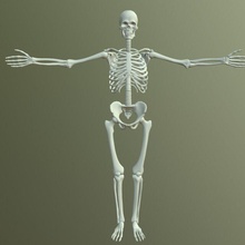 human skeleton anatomy skull body character spine person people skeletal cranium bone anatomical science 3d print model - Mito3D