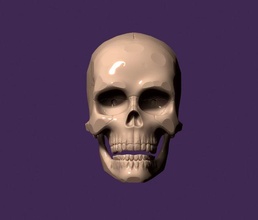 Humain crâne tête OS anatomie dents visage corps godille casse cerveau péricrâne science médicament biologie 3d print model - Mito3D