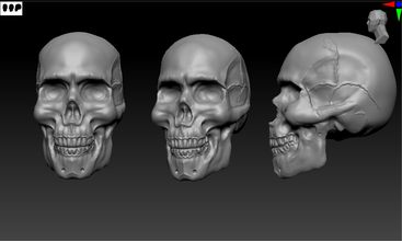 humano crânio 3d impressão modelo in pingentes 3dexport anatomia animal esqueleto imprimível stl caveiras estilizado prata corpo esterlina coluna ciência jóias roupa esquelético moda 3d print model - Mito3D