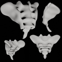 humano rabo osso cóccix 3d modelo in anatomia 3dexport pélvis 3d print model - Mito3D