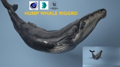 hump whale rigged 3d model in 3dexport fish water sea wildlife ocean monster creature cinma 4d 3dsmax unreal engine 4k game beast realistic animal 3d print model - Mito3D