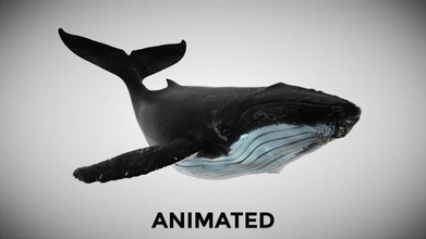 bosse baleine octane soutien 3d modèle in 3dexport océan marin dauphin animal poisson créature nager mer bleu baleines requin orque mammifère raie calamar 3d print model - Mito3D