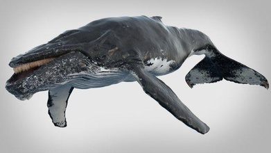 corcunda baleia manipulado 3d modelo in 3dexport mamífero mar oceano água peixe equipamento poli vray aquático animal barbatana megaptera 3d print model - Mito3D