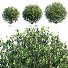 encina crenata Hoogendornround arbusto jardín aire libre planta maceta Hoogendorn 3d print model - Mito3D
