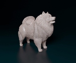 Keeshond chien animal printready imprimable stl obj 3d print model - Mito3D