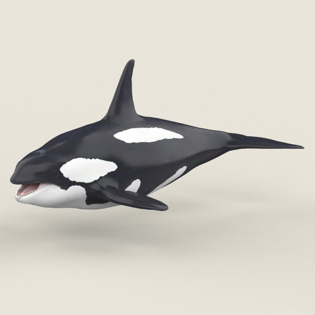 asesino ballena 3d modelo in 3dexport tiburón delfín pez animal mamífero acuático orca orcinus mar oceano juego fantasía monstruo criatura realista pbr textura material 3D print model - Mito3D