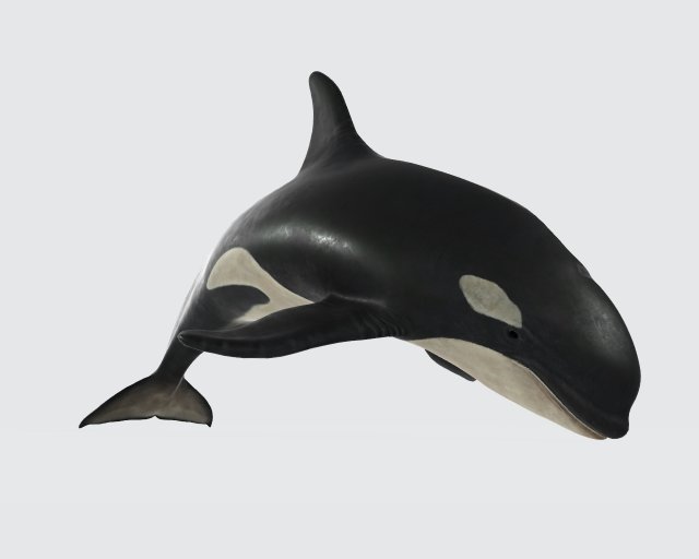 killer whale ready to print 3d model in sculpture 3dexport orca orcinus sea ocean deep mammal swim predator realisitc animal animals killer-whale marine fish shark carnivore dolphin whales 3D print model - Mito3D