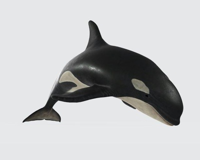 killer whale ready print sculpture orca orcinus sea ocean deep mammal swim predator realisitc animal animals killer-whale marine fish shark carnivore dolphin whales 3d print model - Mito3D