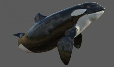 asesino ballena equipado 3d modelo in 3dexport orca orcinus mar oceano mamífero delfín animal 3dmodel plataforma 3d print model - Mito3D