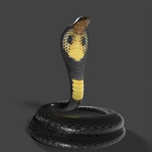 re cobra serpente poli lowpoly truccato tucano corvo colomba pegion Piccione ingoiare gufo germano reale 3d print model - Mito3D