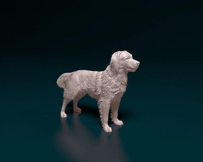 Kookerhondje figurine esca cane animale olandese domestico Stampa stl obj figurina 3d print model - Mito3D