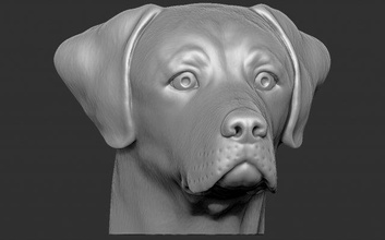 labrador baş 3d baskı yazdır model in heykel 3dexport teriyer amerikan dobermann husky büst dane köpek hayvan fransızca bulldog rottweiler pitbull shih boksör daksund maltalı altın av köpeği 3d print model - Mito3D