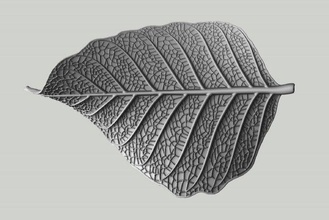 hoja vena naturaleza patrón resumen planta maceta árbol bosque flor verde textura Arte 3d print model - Mito3D