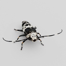 Longhorn scarabeo acanthoderes lacrimogeni fauna selvatica insetto animale invertebrato natura bug entomologia biologia selvaggio zoologia creatura 3d print model - Mito3D