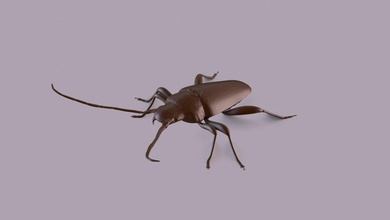 longhorn escarabajo imprimible insecto naturaleza fauna silvestre salvaje animal entomología zoología bosque coleópteros biología cerambycidae invertebrado 3d print model - Mito3D