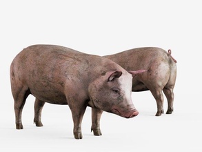 düşük poli domuz hayvan yaban hayatı doğa yavrusu çiftlik hayvanları Şirin safari orman memeli madeni para omurgasız Kuzu Afrikalı hayvanat bahçesi engin Vesika video 3d print model - Mito3D