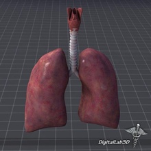 poumons gorge larynx digitallab3d anatomie interne organes médical biologie torse 3ds max Maya lwo 3d print model - Mito3D
