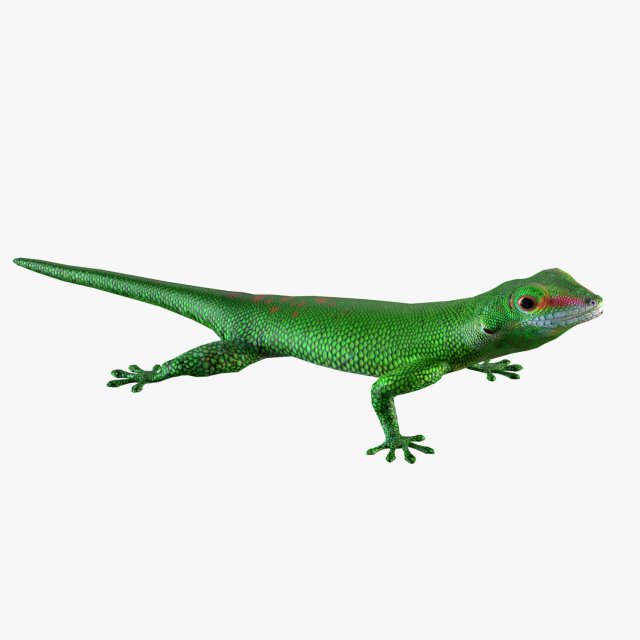 madagascar day gecko 3d model in reptile 3dexport lizard animal phelsuma madagascariensis green wildlife wild nature colorful gekkonidae exotic tropical geckos 3D print model - Mito3D