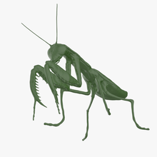mantide 3d modello in 3dexport pregando insetto carnivoro verde predatore gamba bug animale fauna natura camuffare artropodo biologia orrore spaventoso aggressione scultura miscelatore 3d print model - Mito3D