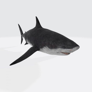 megalodon squalo pronto Stampa scultura pesce acqua oceano denti natura sott'acqua uccisore animali fish mare animale oceanico nuotare fauna selvatica delfino mostro creatura stampabile 3d print model - Mito3D