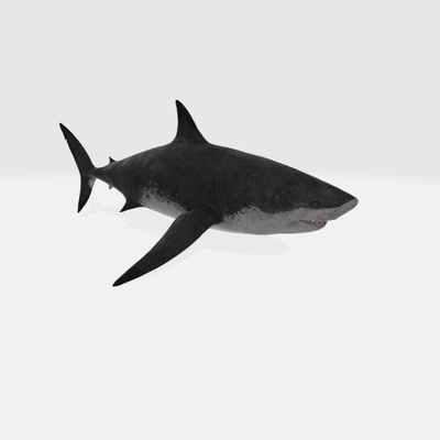 mégalodon requin prêt to impression 3d modèle in sculpture 3dexport megalodon requins blanc poisson prédateur océan faune dents mer nager animaux mâchoires 3dmodel créature tueur grand blanc pointe noire sharky monstre figurine 3d print model - Mito3D