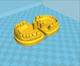 modell dental 3d drucken biologie 3dexport mund zähne zahnheilkunde 3d print model - Mito3D