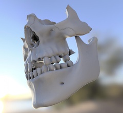 modelo dientes mandíbula facial esqueleto calidad 3d impresión in biología 3dexport mella dental estomatología estoma os boca hueso cráneo diente canino mandíbulas odontología alente cirugía huesos humano anatomía 3d print model - Mito3D