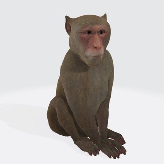 macaco pronto impressão escultura mamífero mono chimpanzé primata Índia Ásia China animais África selva selvagem pele realistic animals gorila natureza land mammal 3d print model - Mito3D