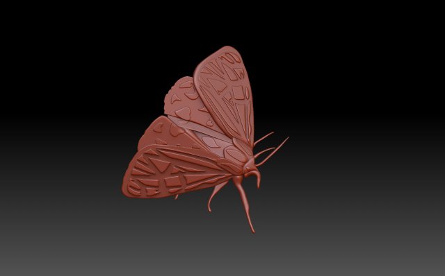 papillon nuit 3d impression modèle in 3dexport soulagement bas relief cnc mol ver soie insecte punaise 3D print model - Mito3D