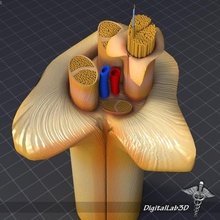 nervo anatomia digitallab3d umano nervi 3ds max maya lwo lxo c4d neuroni assoni cable like elettrochimico sangue nave 3d print model - Mito3D
