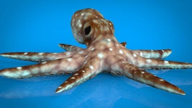 octopus 3d model in squid 3dexport water tropical coral ocean sea fish nature starfish underwater bath boat shark tentacle moorish seahorse vessel poison exotic 3d print model - Mito3D