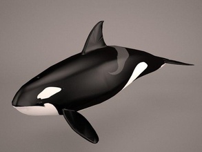 orca ballena 3d modelo in 3dexport v2 asesino profundo buceo animal pez pescar mamífero oceano embarcacion pacífico atlántico enjambre agua delfín dientes león arenque 3d print model - Mito3D