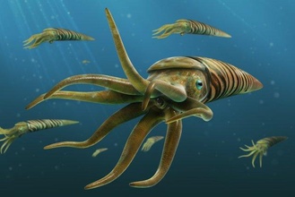 orthoceras 3d model in squid 3dexport calamar prehistoric 3d print model - Mito3D