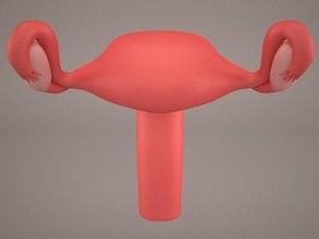 eierstöcke 3d modell anatomie 3dexport reproduktiv weiblich system gebärmutter vagina illustration eierstock eileiter gynäkologie gebärmutterhals medizinisch vektor reproduktion gesund 3d print model - Mito3D