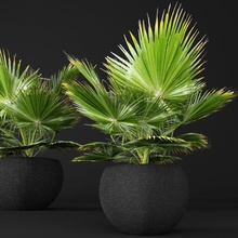 palme baum 3d modell 3dexport brahea edulis dschungel tropisch pflanze vegetation grün wald gras botanisch borke blatt blätter braun blumentopf topf 3d print model - Mito3D