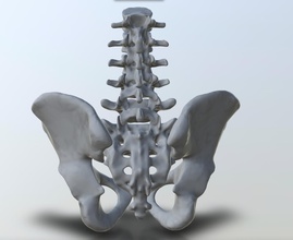 pelvis lumbar vertebrae 3d print model in biology 3dexport spine anatomy human bone bones anatomical 3d print model - Mito3D