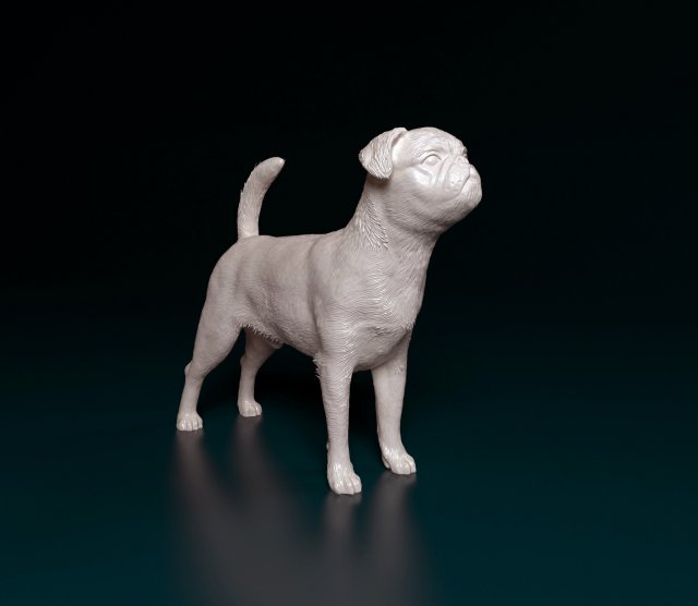 küçük Brabanson köpek hayvan yazdırmaya hazır stl obj yazdırılabilir 3D print model - Mito3D