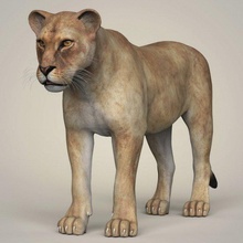 photorealistic wild lioness 3d model in wildlife 3dexport lion tiger leopard feline puma panther cougar cat cheetah character animal mammal game warrior zoo texture material realistic 3d print model - Mito3D