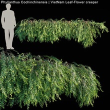 phyllanthus cochinchinensis vietnã leaf flower rastejador 3d modelo in relva terra cobrir bainha 3dexport escalador hera cair jardim jardinagem 3d print model - Mito3D