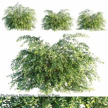 phyllanthus multiflorus cascata pianta giardino all'aperto cespuglio esotico colorato bellezza finegarding verde foglia sempreverde 3d print model - Mito3D