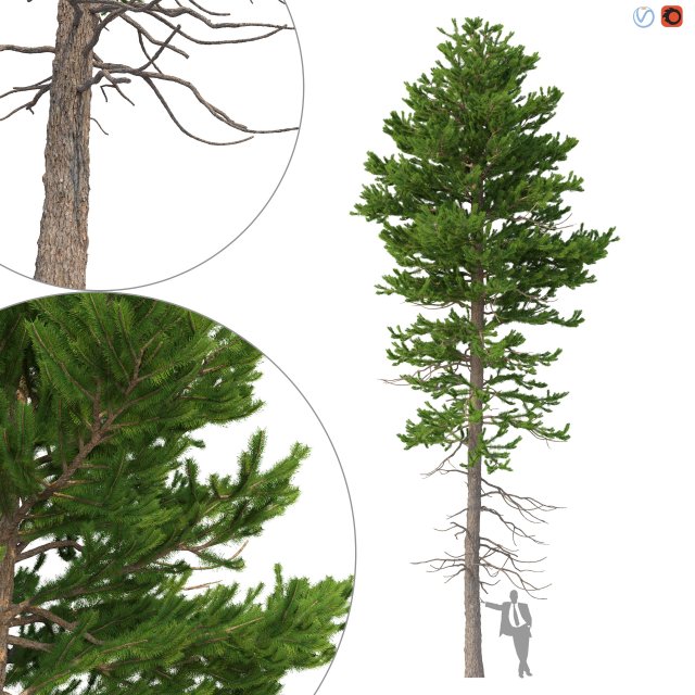 picea abies 1 3d modelo in árvore 3dexport abeto pinaceae noruega floresta european jardim plantar haste tronco vegetação natureza folhas folhagem panorama silvicultura ambiente 3D print model - Mito3D