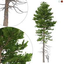 picea abies no 1 3d model in tree 3dexport spruce pinaceae norway forest european- garden plant stem trunk vegetation fir nature leaves foliage landscape forestry environment 3d print model - Mito3D